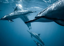 德媒:特尔施特根因伤退出巴萨沙特训练营|巴塞罗那|德国|半决赛|西班牙超级杯|毕尔巴鄂竞技_新浪体育_新浪新闻